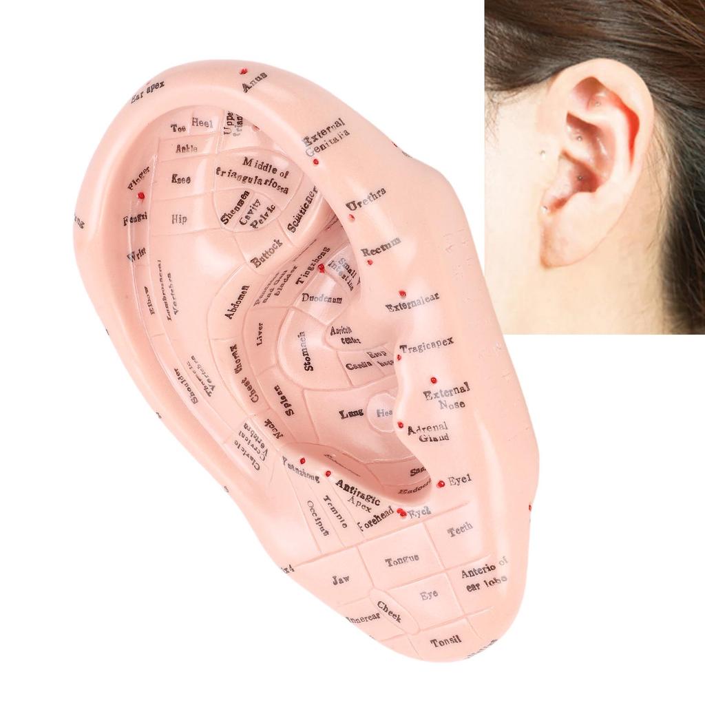 Ear Acupuncture Point Model Acupressure Massage Tool for Reflexology and Auricular Training 17cm PVC Anatomical Teaching Aid for Massage Schools and