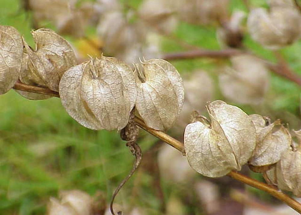 SAFLAX Яблоко Перу - 100 семян - Nicandra physaloides