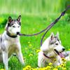 Strong Dual Dog Leash Reflective Double Lead Pet Leash Twin Lead for Two Dogs  Walking Leash