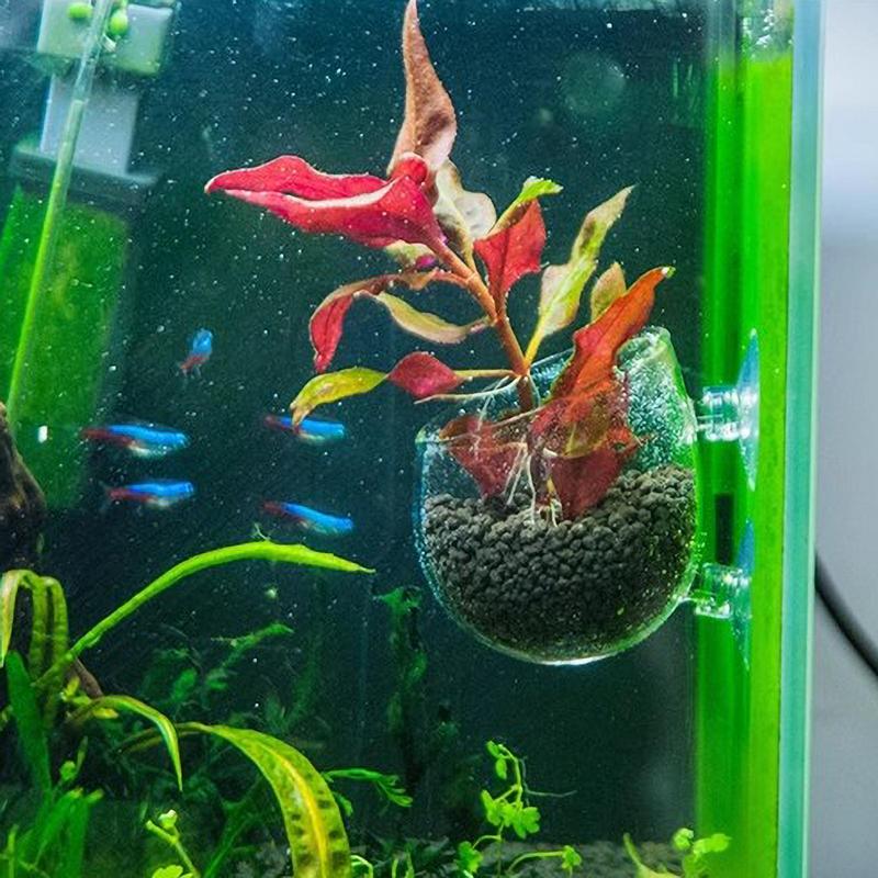 Аквариумный горшок для растений, стеклянный цилиндрический стакан с присосками для выращивания семян водных растений, коралловый мох, украшение для аквариума