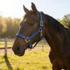 Smell Frees Equestrians Horse Headstall Bridle With Golden Buckles Smooth Soft Leather Surfaces For Effortless Cleaning