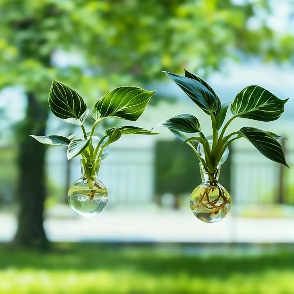 4pcs/set Self-Watering Plant Hydroponic Vase with Suction Cups Mini Flower Pot  Window