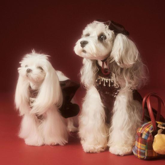 Платье для маленькой собаки, платье принцессы из искусственной кожи без рукавов, черная юбка-пачка для девочек и собак, наряды для мотоциклистов на день рождения и свадьбу