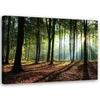 Canvas Print Forest Landscape Nature