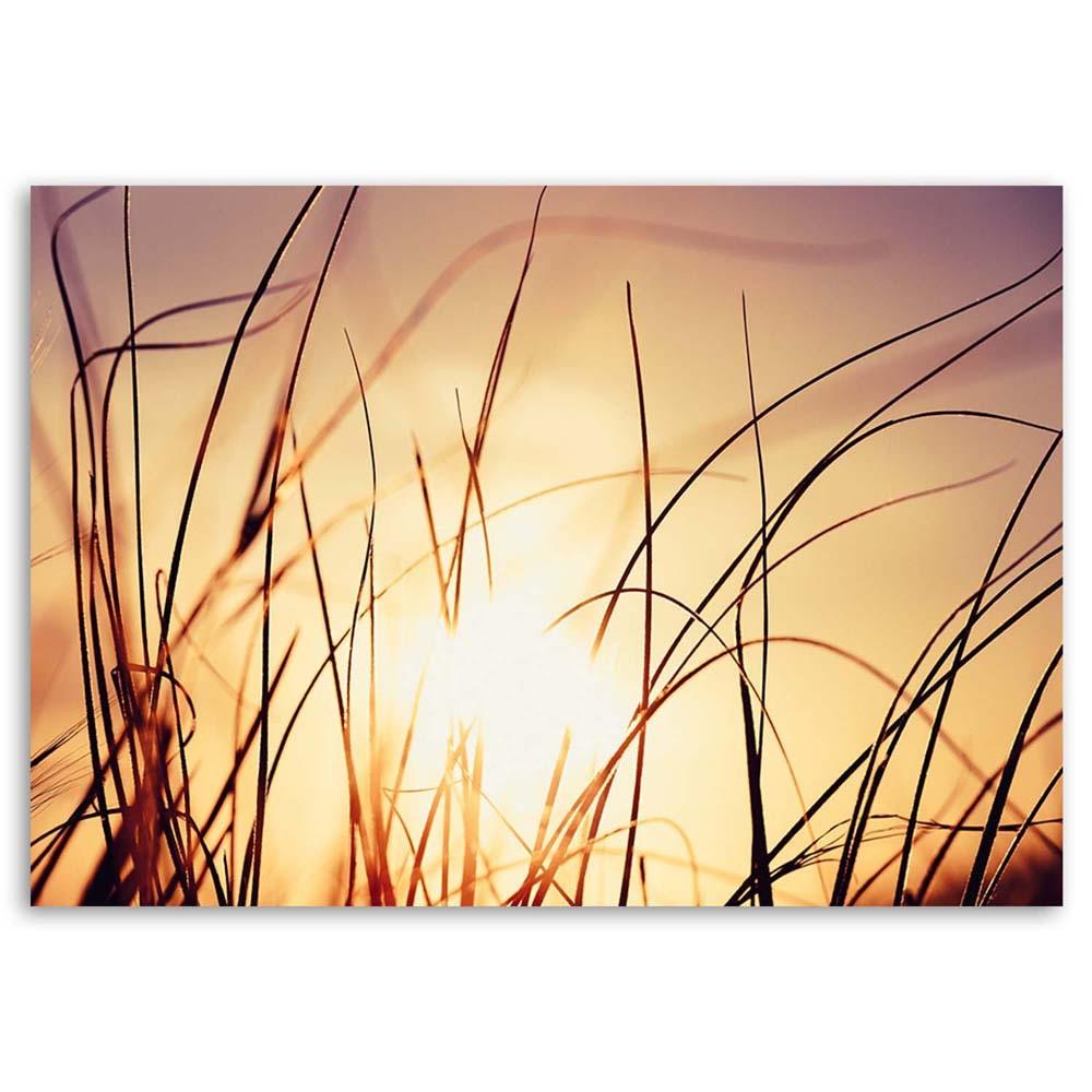 Canvas print, Grass in the sunshine