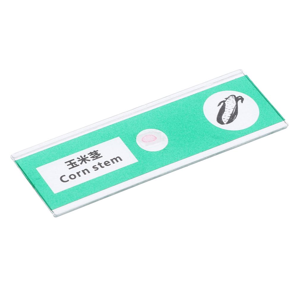 Животные Насекомые Растения Цветы Микроскоп Слайды Студенты Дети