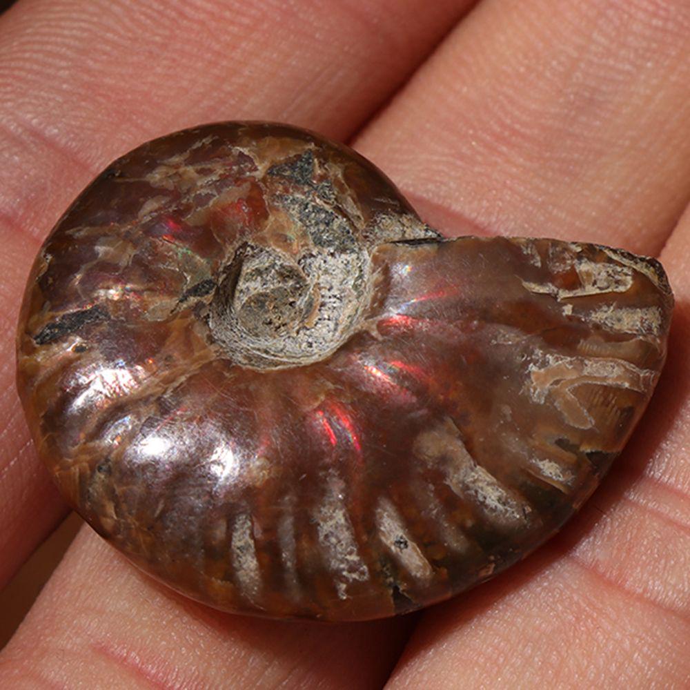 Crystal Gemstone Natural Iridescent Ammonite Specimen Fossil Ammolite Facet Madagascar Stone