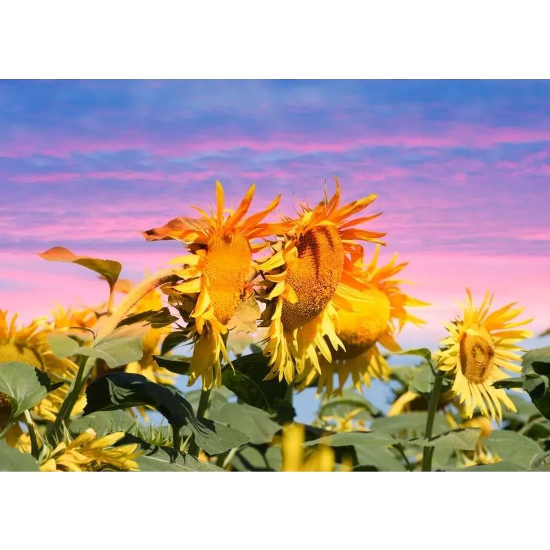 Поле подсолнухов на закате Солнечный пейзаж Художественные постеры Холст Живопись Настенные принты Картины для гостиной Домашний декор Cuadros