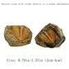 Three-leaf Worm Original Stone Marine Life Stones Crafts Natural Trilobite Tail  Raw Specimen