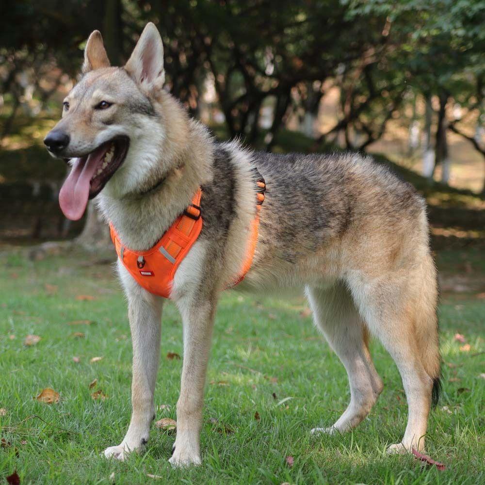 Explosion-Proof Traction Halter Dog Harness Vest Pet Harnesses Leash Pet Supplies Pet Chest Strap
