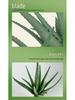 Nordic Style Aloe Succulent Bouquets: Indoor Fake Green Plants for Office Decor