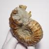 Камень Натуральный Ископаемый Аммонит [N2 Натуральный] (Аммонит-Douvilleiceras sp.) / Образец для касания (9 "Единственный в своем роде" прибл.. 352 г, 95x74x49 мм)