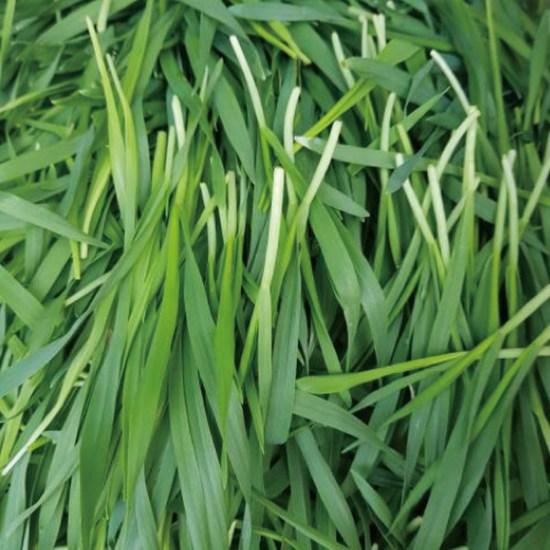 Natural Batdam Organic Freeze-Dried Barley Sprout, 50g, 2 pieces,Korean Health Food