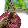 Гамак для рептилий, сотканный вручную, прочный, несущий геккон, качели в виде ящерицы, круглые качели с бородатым драконом, подвесная кровать