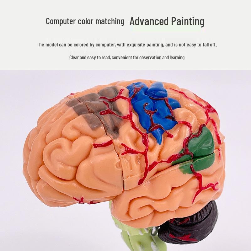 4DMaster Модель анатомии человека Структура мозга