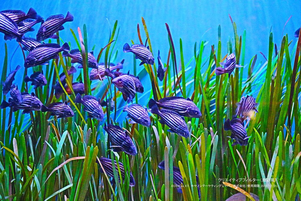 Canon Цифровая зеркальная камера EOS Kiss X7i с объективом IS STM в комплекте черный EF-S18-55mm F3.5-5.6 KISSX7I-1855ISSTMLK