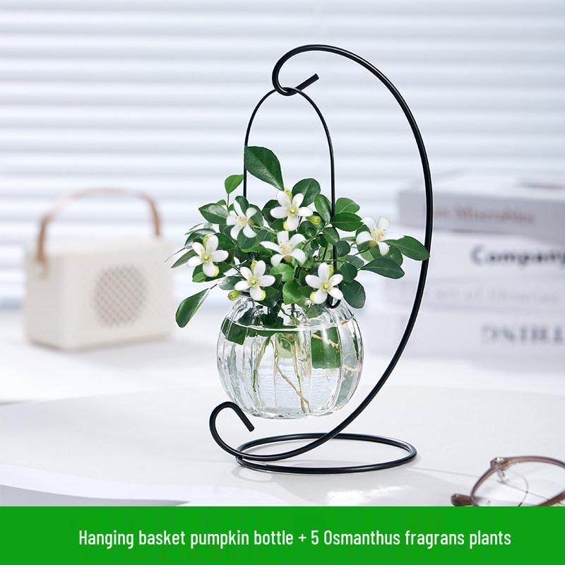 Indoor Desktop Murraya: Easy-Care Blooming Green Hydroponic Plants for Office & Living Room