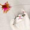 Silicone Collar Cat Teaser, Pet Collar Cat Teaser, Spring Bell Feather Cat Teaser, Cat Toy