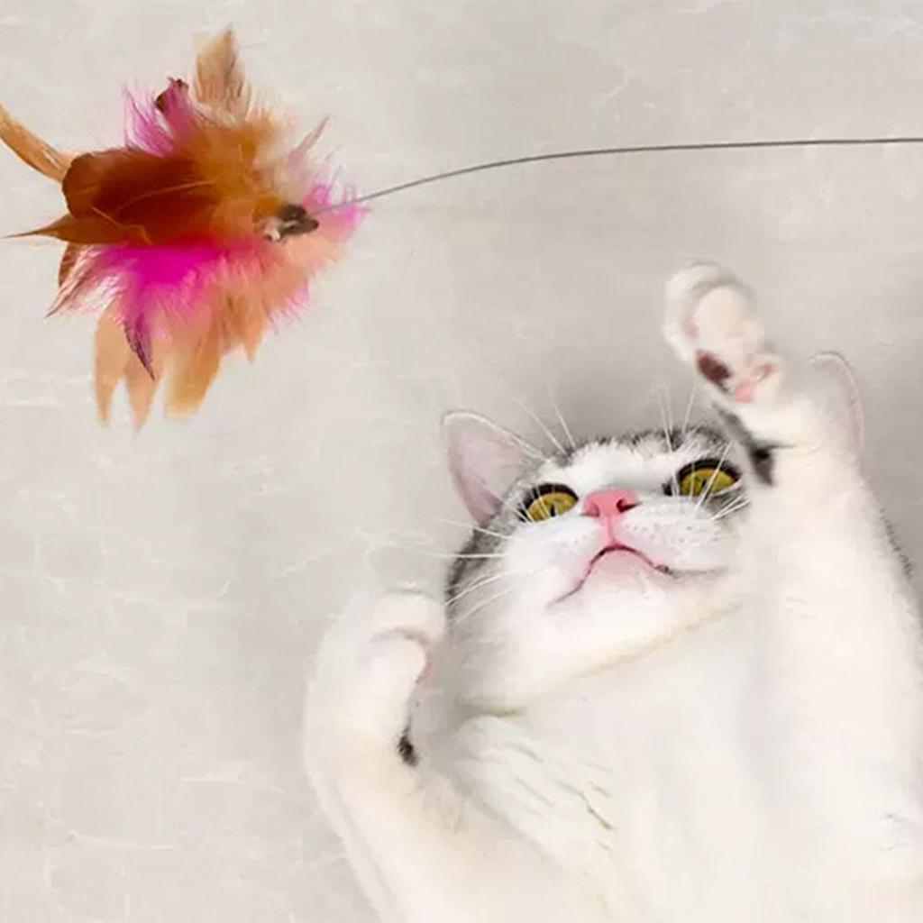 Silicone Collar Cat Teaser, Pet Collar Cat Teaser, Spring Bell Feather Cat Teaser, Cat Toy