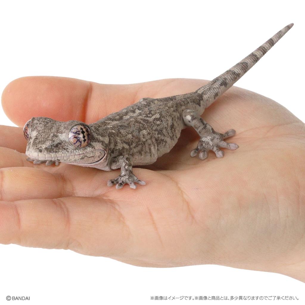 Genuine Popularity Gacha Biological Encyclopedia Japanese Gecko Bearded Lizard Action Figure Model Toys