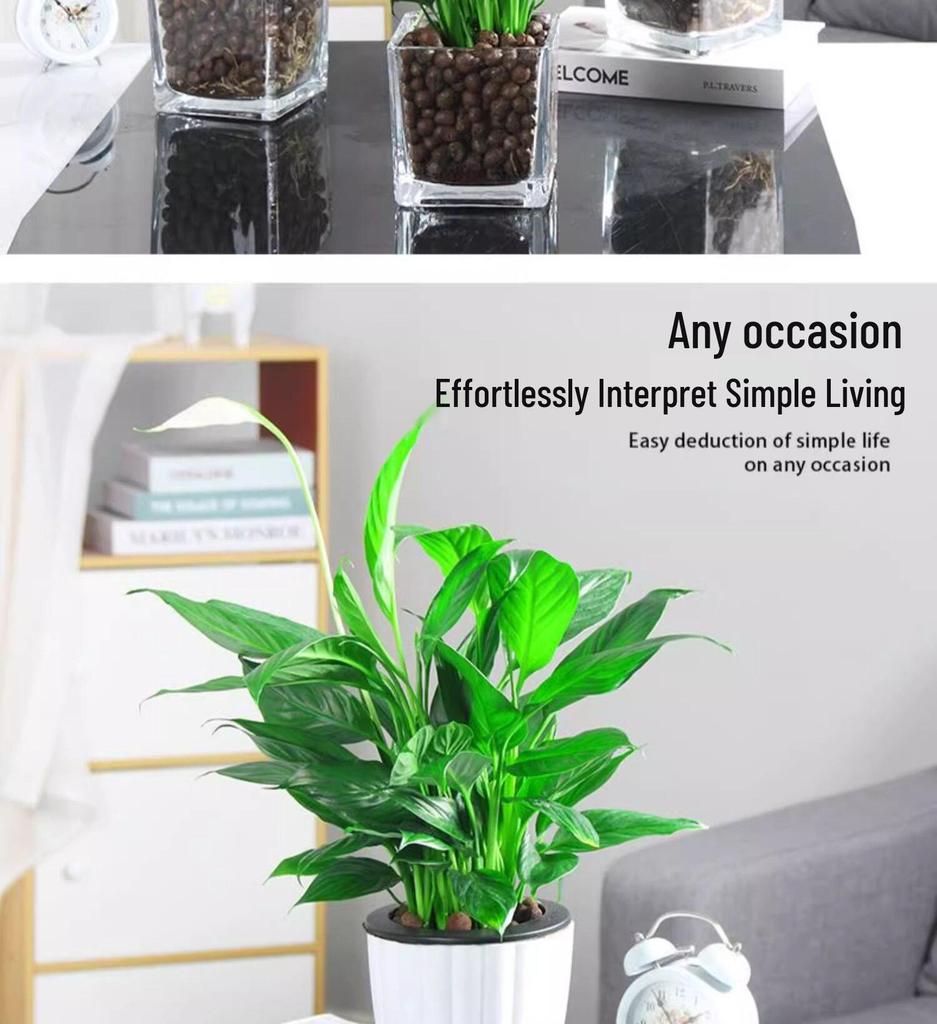 Smooth Sailing White Anthurium Potted Plant - Easy-to-Grow Indoor Greenery for Good Luck
