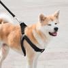 Веревочная Поводок + Шлейка + Поводок для Большой Собаки Комплект (XS) (черный)