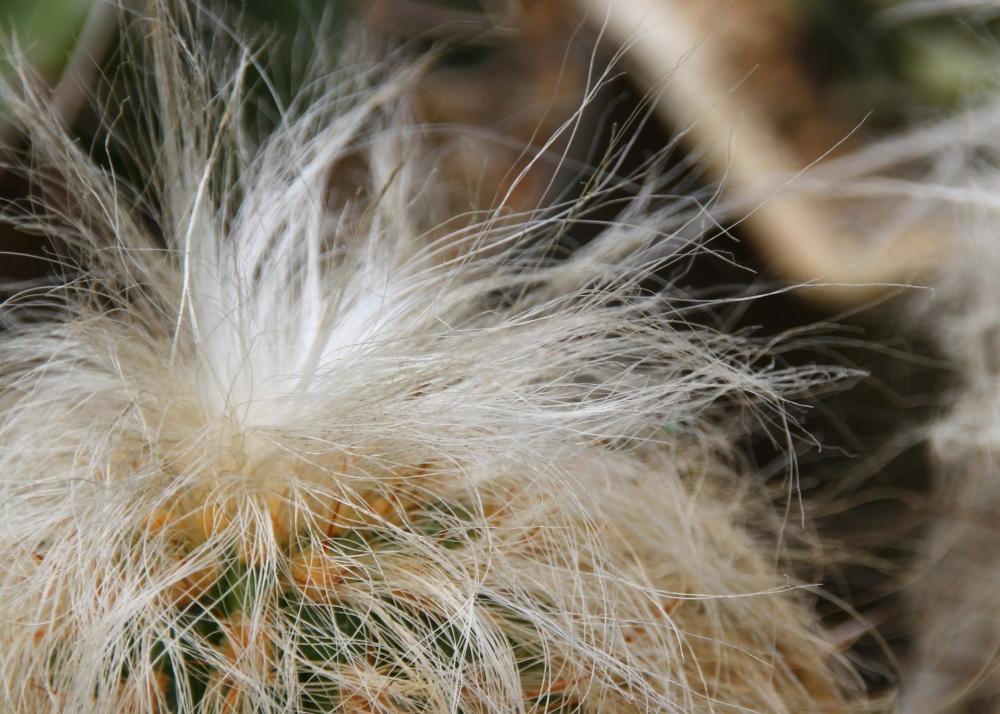 SAFLAX Garden in the Bag - Old Man of the Andes - 40 семян - С субстратом в подходящем пакете - Oreocereus celsianus