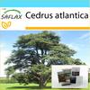 Gift Set - North African Atlas Cedar - 20 Seeds - With Gift Box, Card, Label and Potting Substrate - Cedrus Atlantica