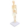 Human Skeleton Model Articulated Joint Removable Exquisite Craft Anatomy Human Body Skeleton Model for School Education Holiday Decoration