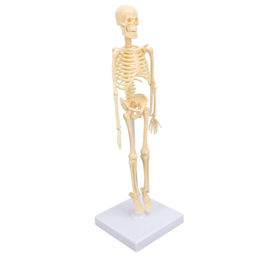 Human Skeleton Model Articulated Joint Removable Exquisite Craft Anatomy Human Body Skeleton Model for School Education Holiday Decoration