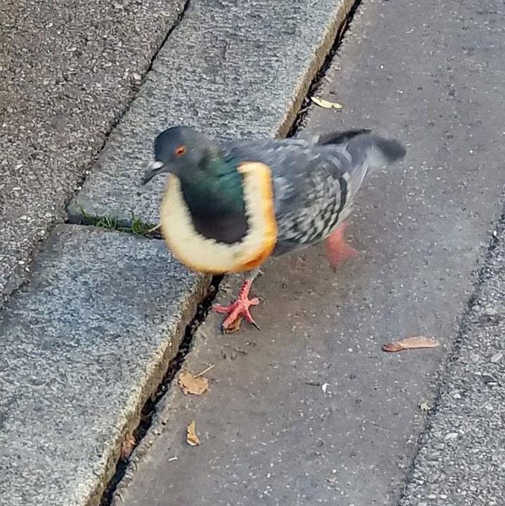 Новая эмалированная булавка голубь птица животное с тостами хлеб еда забавный металлический разъем подарок на день рождения 1 шт.