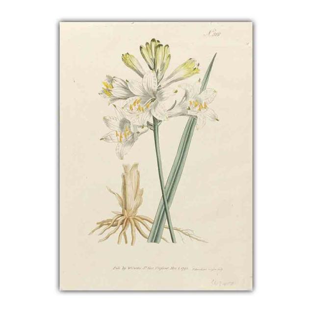 Скандинавское ретро-искусство картина на холсте с изображением растений эволюция цветов Популярная наука Плакат гостиная коридор украшение дома фреска без рамки