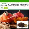 Органический - Тыква - Хоккайдо - 5 семян - С горшечным субстратом для лучшего выращивания - Cucurbita maxima
