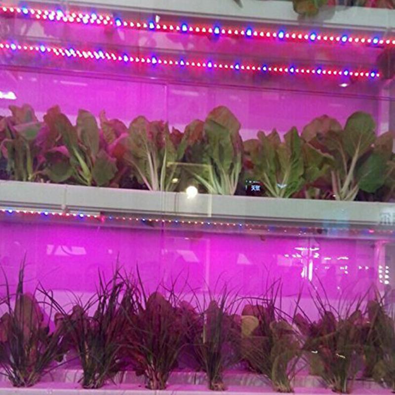 LED Grow Strip 5M/roll Waterproof Red Blue Phyto Lamp 300LEDs 12V 5050 Chip Growth Lights Fitolamp For Indoor Flower Plant Lamp