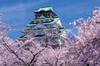 Yanoman In 1000 Piece Jigsaw Puzzle Osaka Castle Castle Tower In Bloom Comes with Piece Request Postcard Included [Made Japan] (Osaka) (50x75cm)