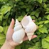 Natural Conch Shell, Peanut Shell, Aquarium Decorative Stand, Photography Prop, Gift, Hermit Crab Shell Replacement