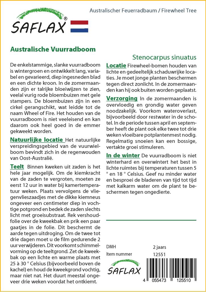 SAFLAX Дерево Firewheel Tree - 20 семян - С горшечным субстратом для лучшего выращивания - Stenocarpus sinuatus