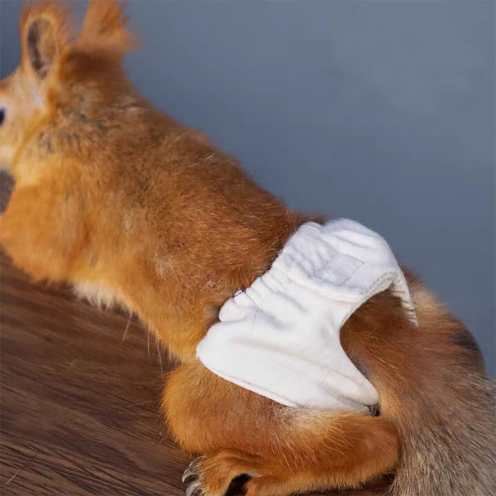 Leak-Proof Squirrel Physiological Underwear Absorbent Pet Menstruation Diaper Training Cleaning