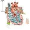 Anatomically Heart Model Sign Anatomically Model 2D Teaching Anatomy Acrylic, Four Seasons Decoration, Novelty Home Decor, Perfect Durable for Bedroom
