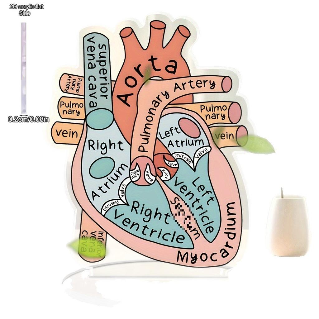 Anatomically Heart Model Sign Anatomically Model 2D Teaching Anatomy Acrylic, Four Seasons Decoration, Novelty Home Decor, Perfect Durable for Bedroom