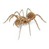 Cardboard Spider - To Assemble - CTOP