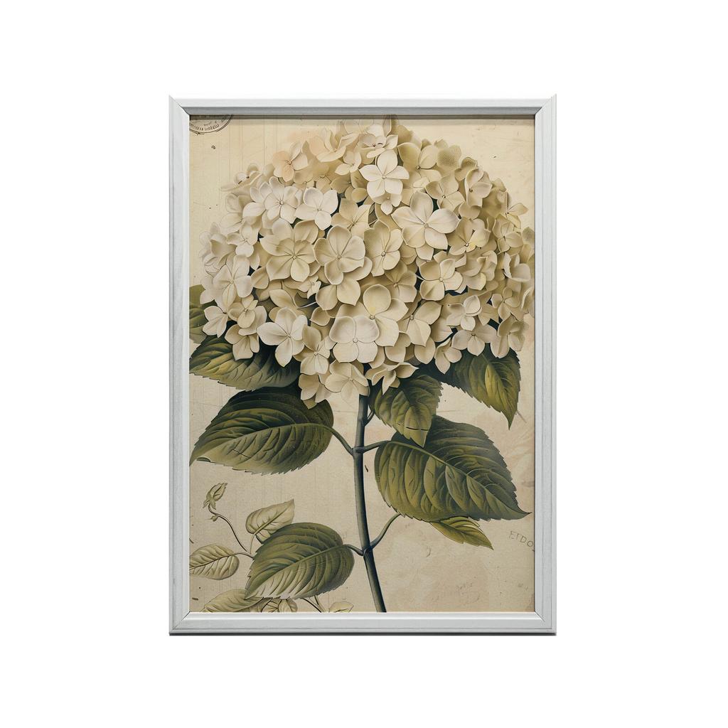 Klasyczna Hortensja Klasyczna Hortensja, 50X70 Cm, Bez Ramy, Papier Matowy 230 Gsm