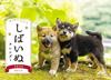 Shiba Inu Calendar 2026 (Desktop) ([Calendar])