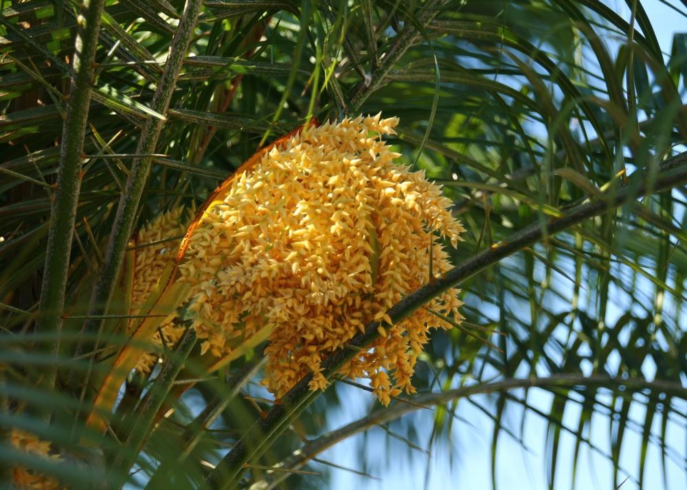 SAFLAX Финиковая пальма пигмейская - 25 семян - Phoenix roebelenii