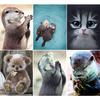 Diy 5D Diamond Painting Animal Otter Cat Counted Cross Stitch Kit Full Drill Embroidery Mosaic Art Picture Of Rhinestones Decor Gift