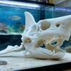 3D Печать Череп Акулы Скелет Косплей Реквизит Украшения для Аквариума Аквариумы, Террариумы Пейзажи для Аквариумов Укрытие для Рыб Креветок