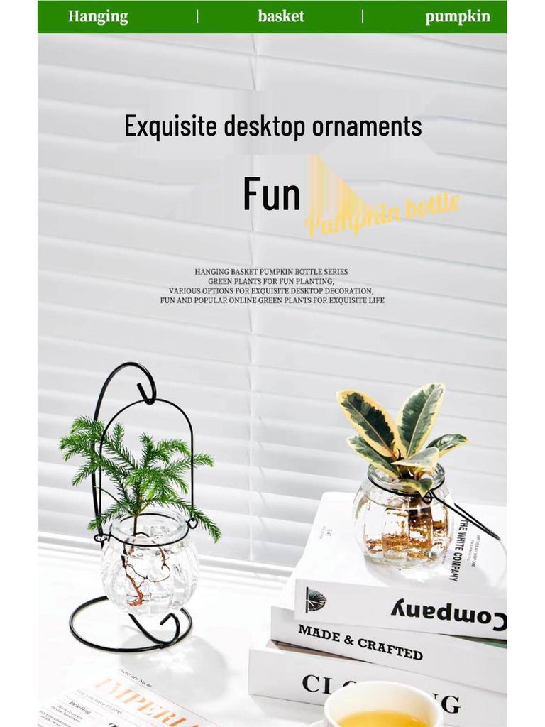 Indoor Desktop Murraya: Easy-Care Blooming Green Hydroponic Plants for Office & Living Room
