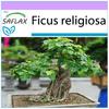 Bonsai - Peepul Tree / Sacred Fig - 100 Seeds - Ficus Religiosa