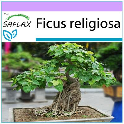 Бонсай - Peepul Tree / Священный инжир - 100 семян - Ficus religiosa