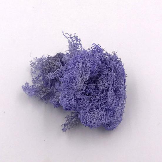 Искусственное растение консервированный цветок олений мох DIY Craft Garden Home Decor